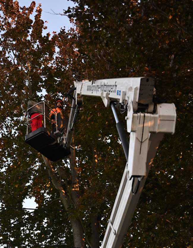 AJ nacelle abattage arbre