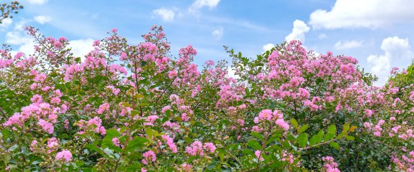 Lilas des indes