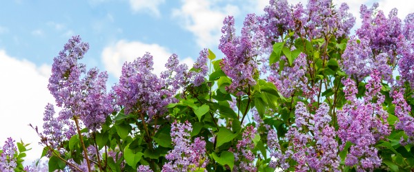 Lilas en fleurs