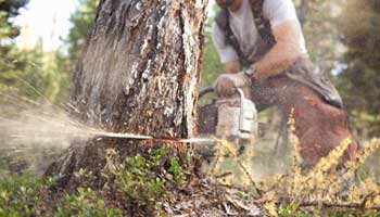 prix abattage arbre