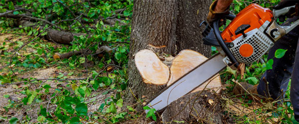 abattage arbre tronc
