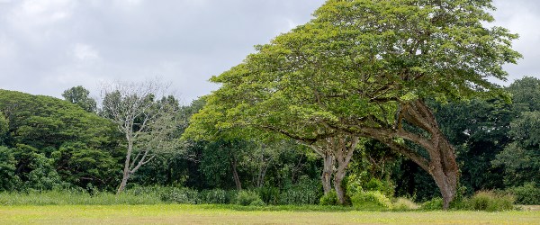 albizia