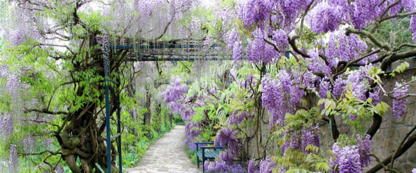 allée de glycine