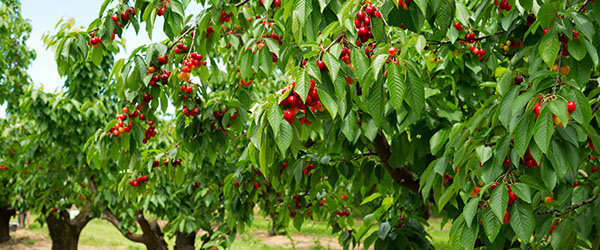 arbre cerisier