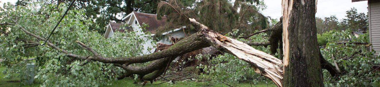 lettre voisin arbre trop haut