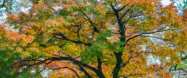 arbre erable du japon