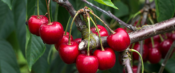 arbre fruitier cerise