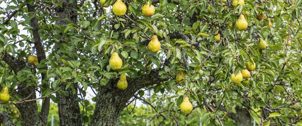 arbre fruitier poire