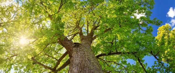 arbre le tilleul au jardin