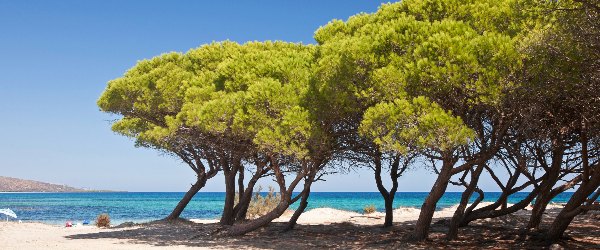 arbre mediterraneen