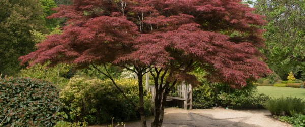 arbre petit jardin