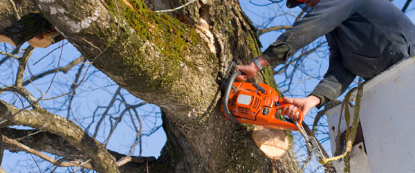 arbre tarif couper