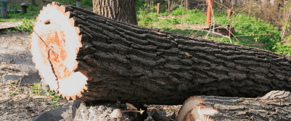 autorisation abattre arbre