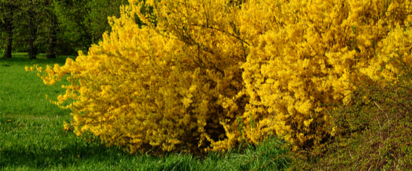 bosquet forsythia