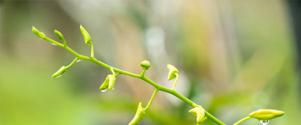 calendrier du jardinier 5