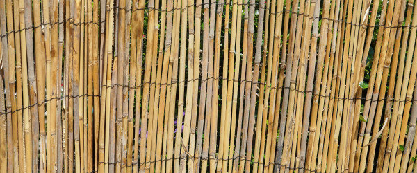 canisse bamboo