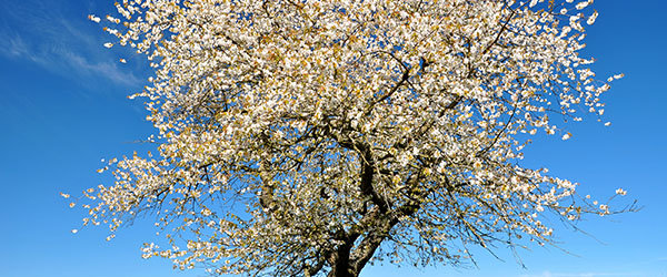 cerisier en fleurs