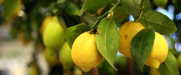 citrons jaunes