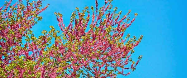 couleur jardin