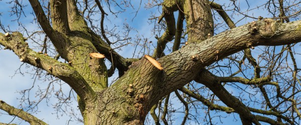 coupe arbre