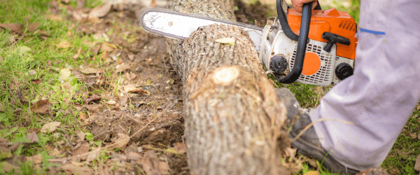 couper arbre autorisation