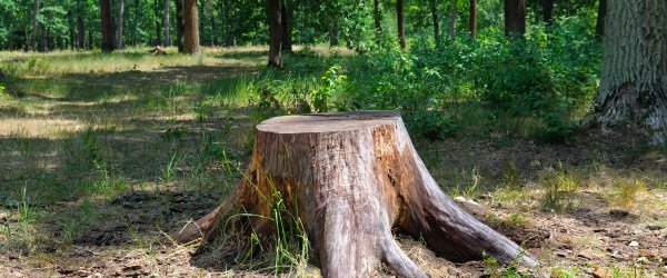 dessouchage arbre