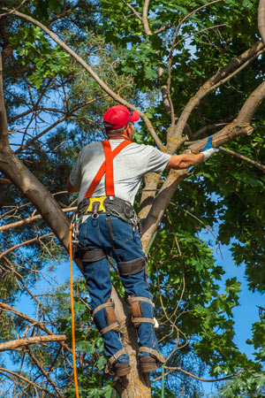 Prix d'élagage d'un arbre (Tarifs 2024)