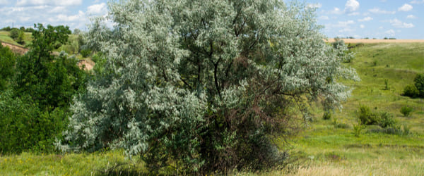 elagnus couleur vert gris