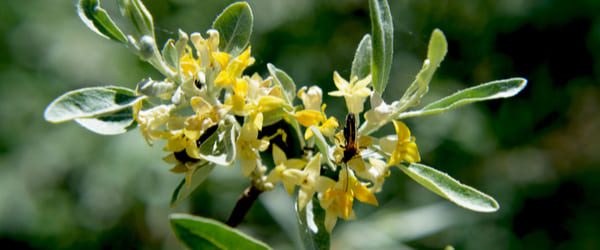 eleagnus angustifolia