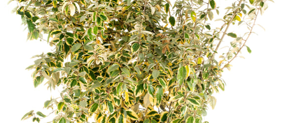 eleagnus ebbingei