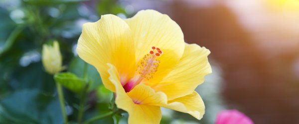 entretien hibiscus