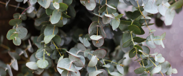 eucalyptus gunnii