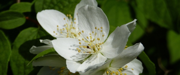 fleurs bblanche