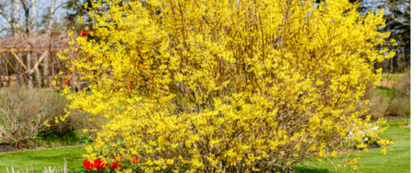 forsythia