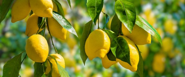 fruits citronnier