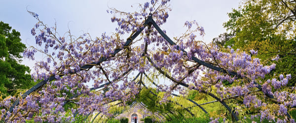 glycine et pergola