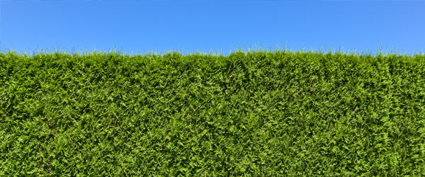 haie jardin taille