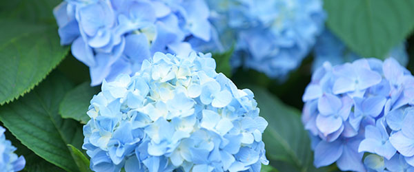 hortensia bleu