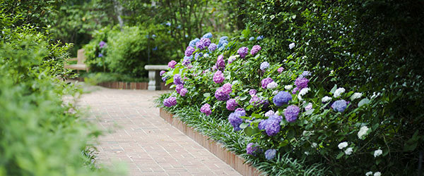 hortensia jardin