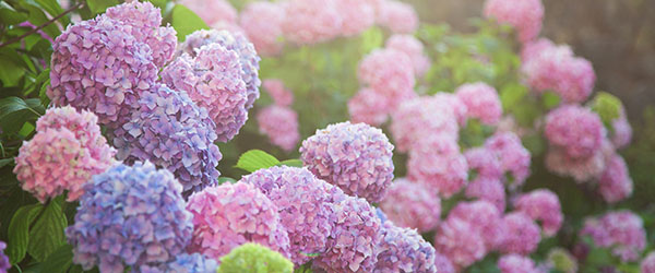 hortensias multicouleurs