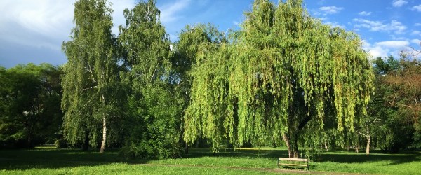 jardin avec arbres