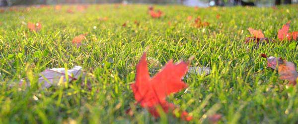 jardin feuilles 1