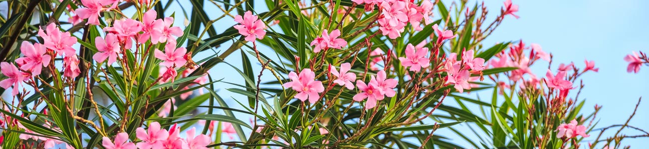 Quand Tailler Les Lauriers Roses En Provence