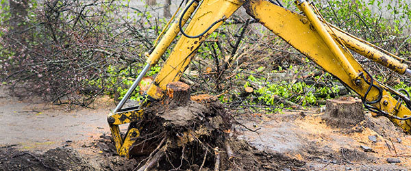 machine dessouchage arbre