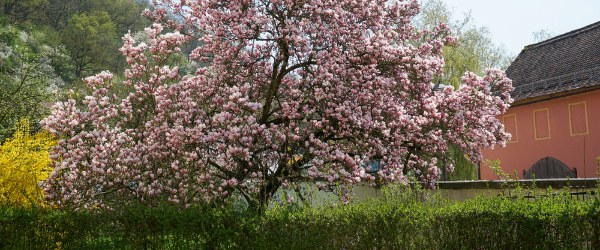 magnolia