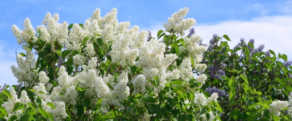 massif fleurs