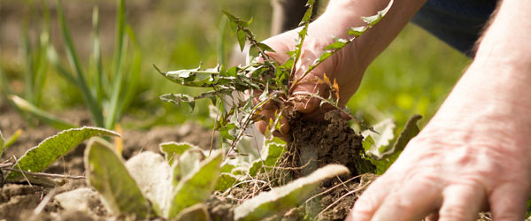 debroussaillage mauvaises herbes