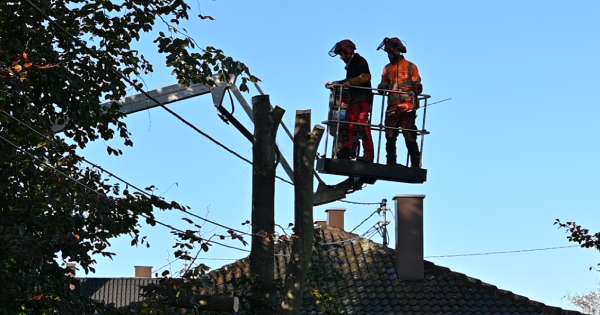 Elagueurs intervenant sur un abattage par débitage sur une nacelle