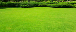 Refaire sa pelouse : prix gazon par m2 - AlloJardin.com