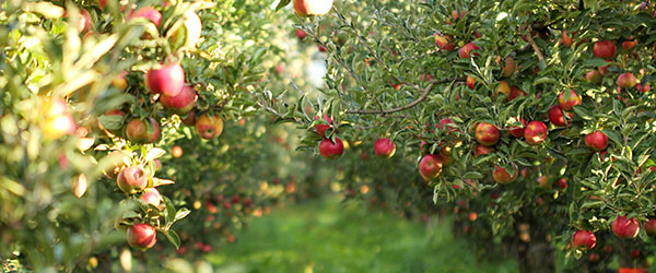 pommier dans jardin